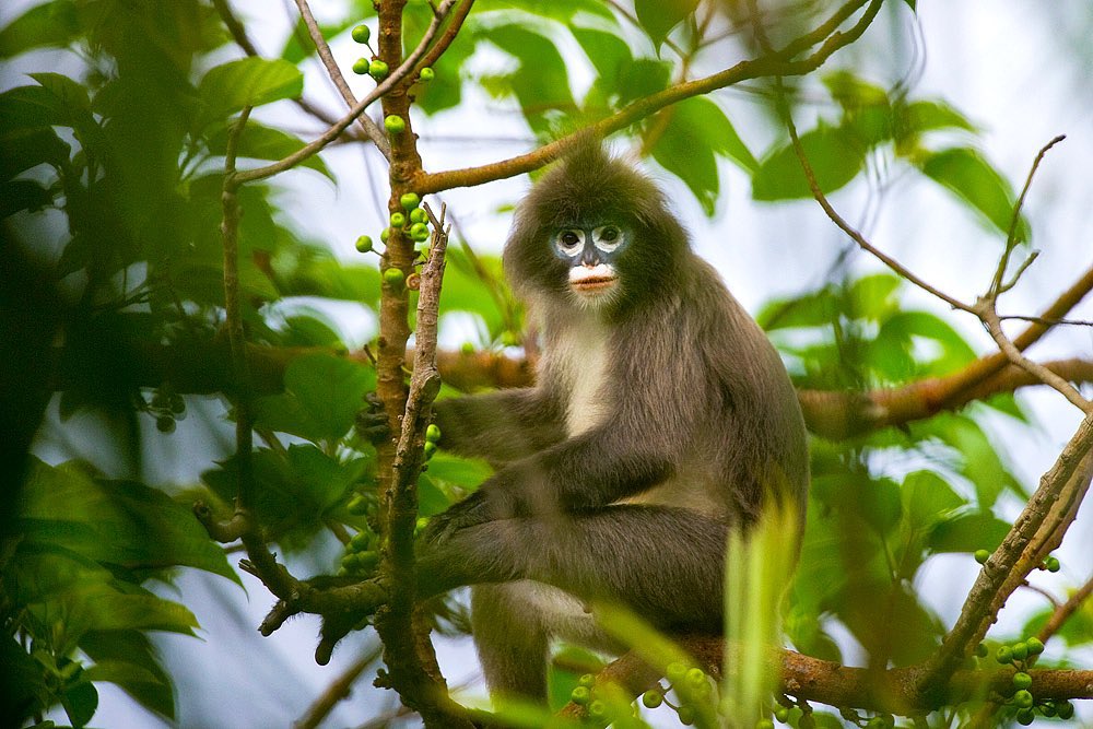 Spectacled Monkey at Sepahijala Sanctuary